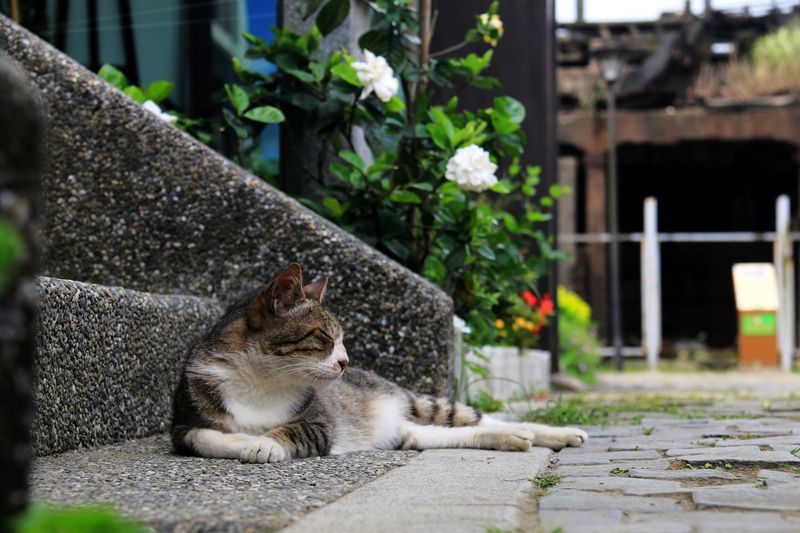 A cat lounging near some stairs in Houtong village