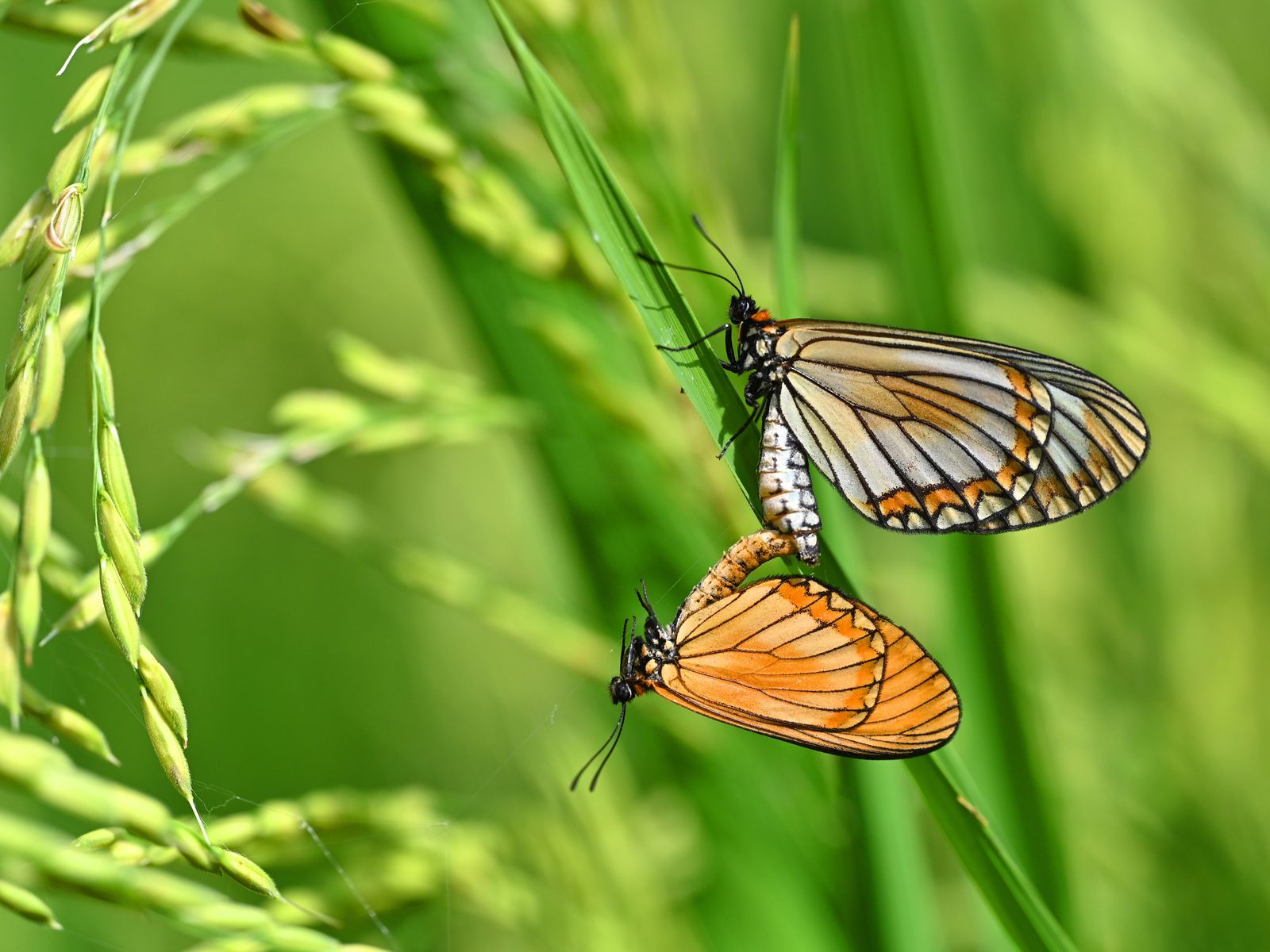 Pair of butterflies