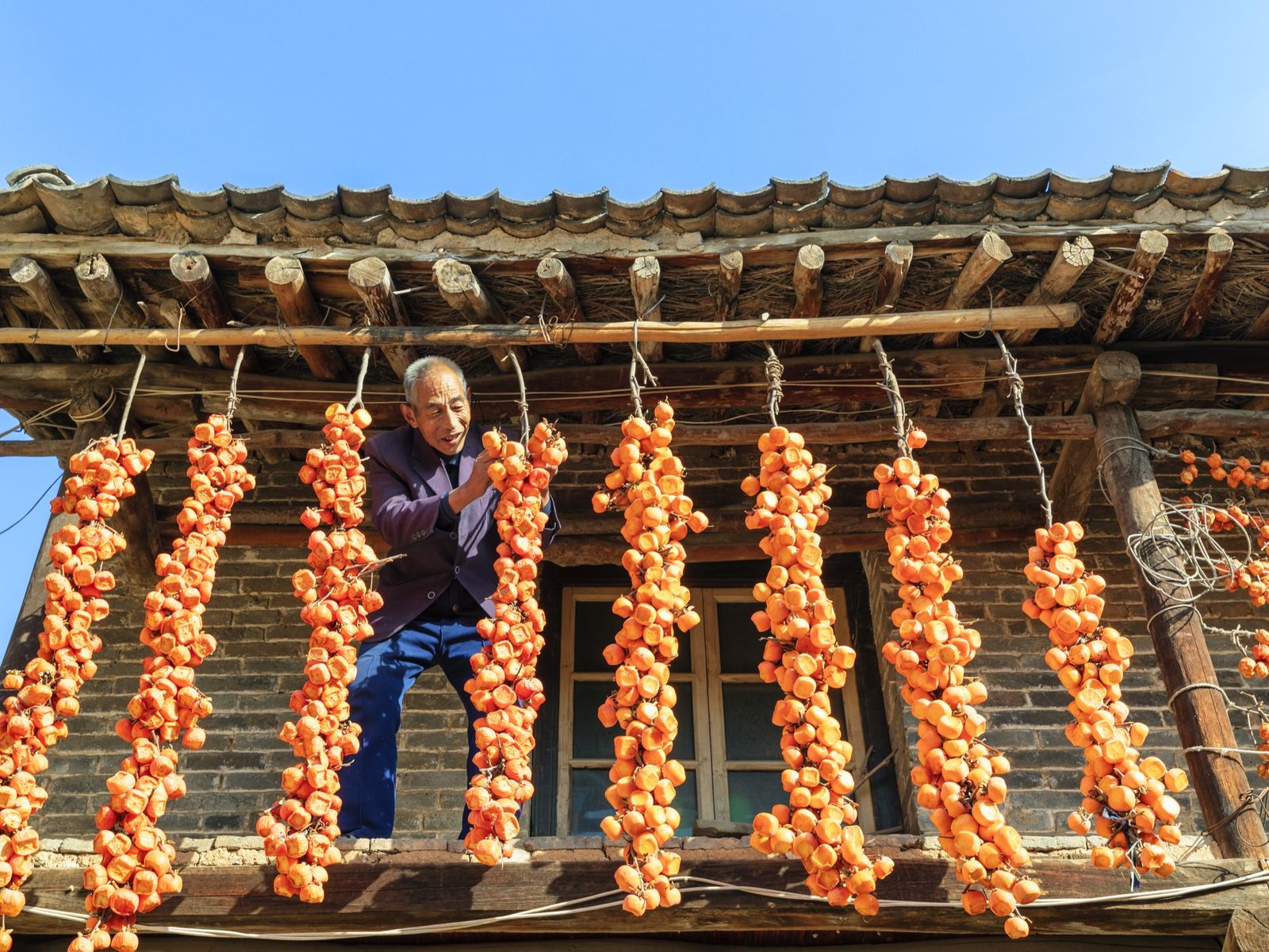 Persimmon season