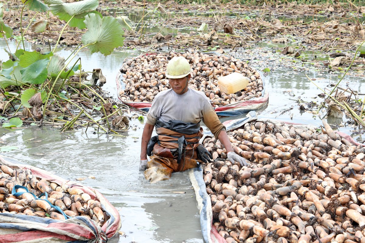 Harvesting lotus root in Yangzhou