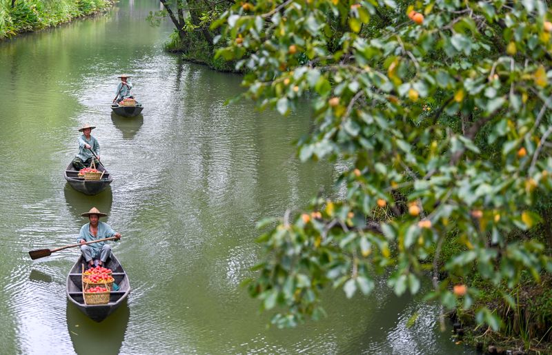 Workers row boats to pick persimmons from trees in Hangzhou's Xixi Wetlands