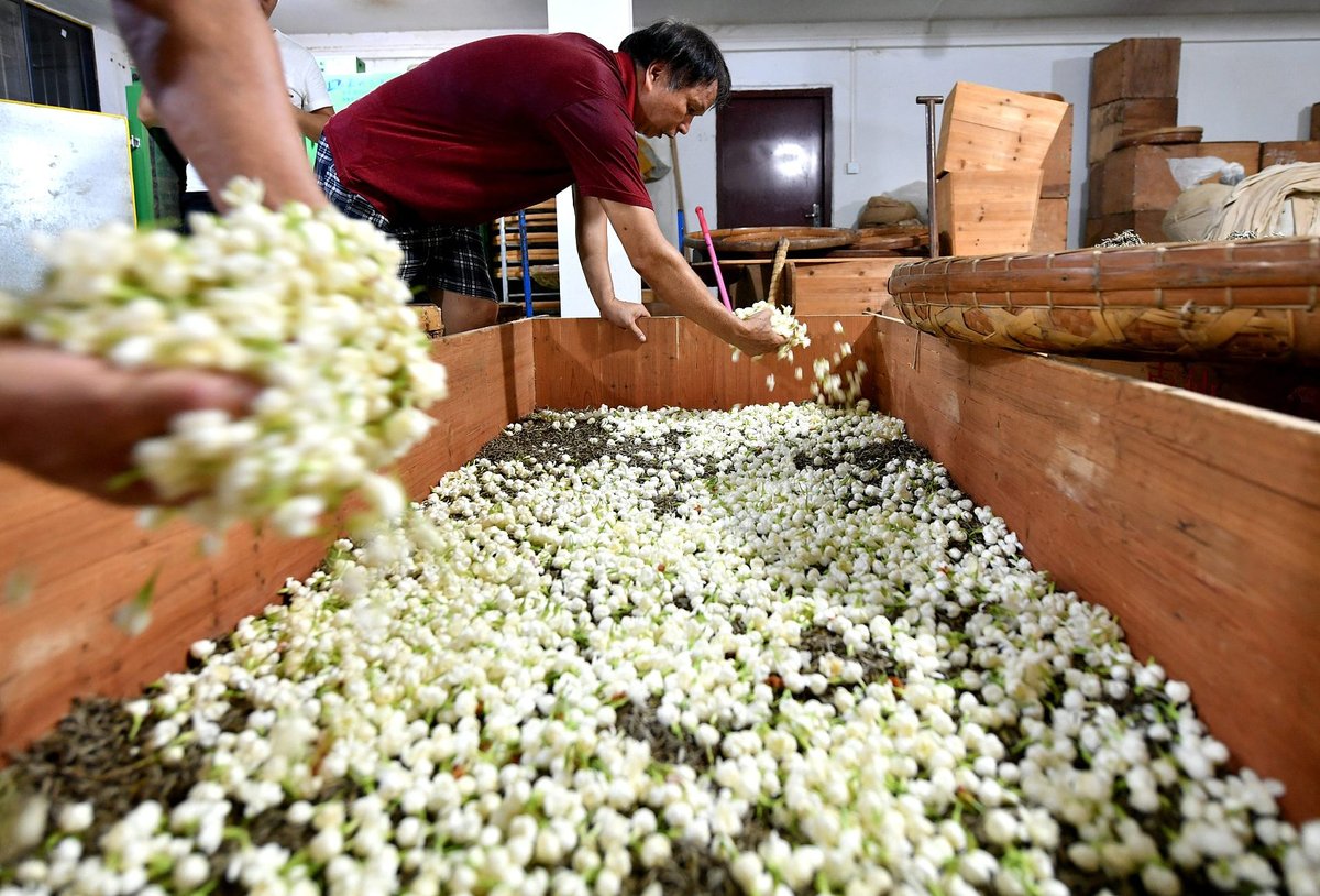 Jasmine tea manufacturing industry in Fuzhou, Fujian