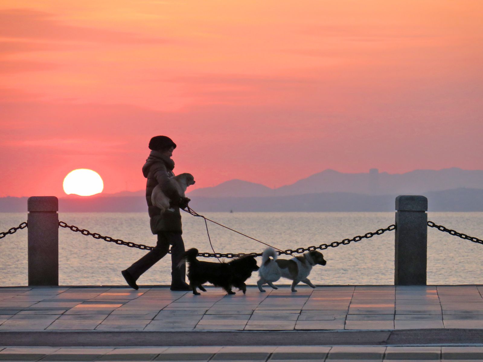 Dog owners walking near the beach in Yantai, Shandong