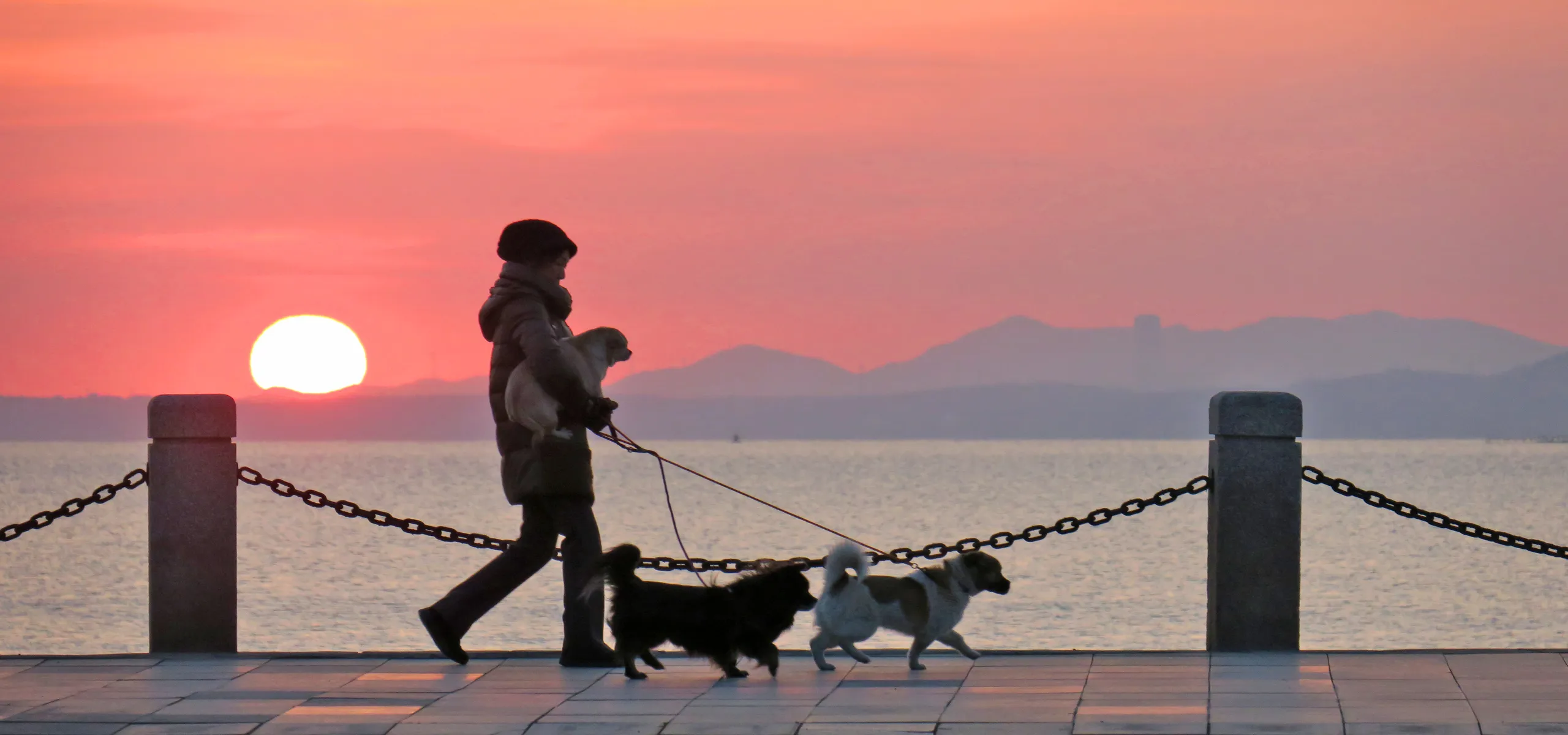 Dog owners walking near the beach in Yantai, Shandong
