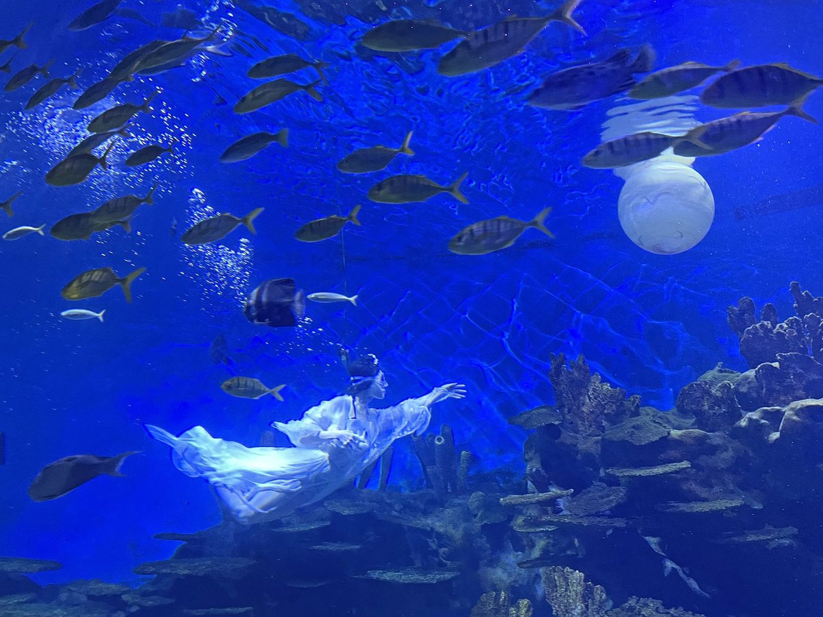 In 2023, Wuhan Polar Ocean Park celebrated the festival with an underwater performance depicting the goddess Chang’e flying to the moon