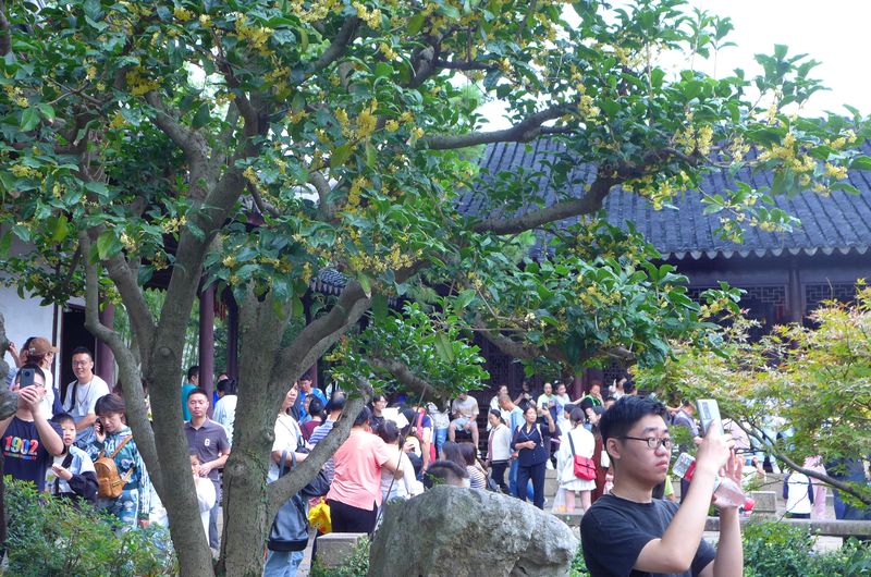 Guihua trees are a major attraction of Suzhou’s traditional Lingering Garden in Jiangsu province (VCG)