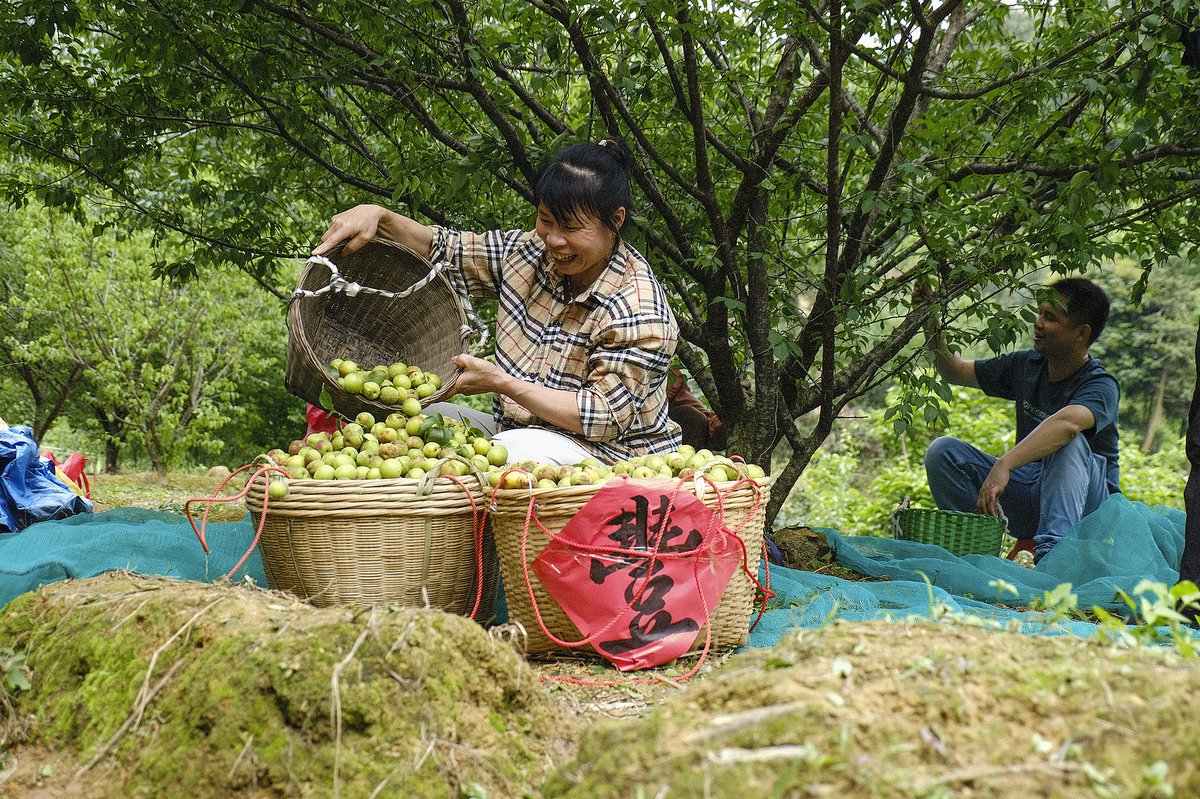 Green plums have become one of the major cash crops in Wuzhou, Guangxi