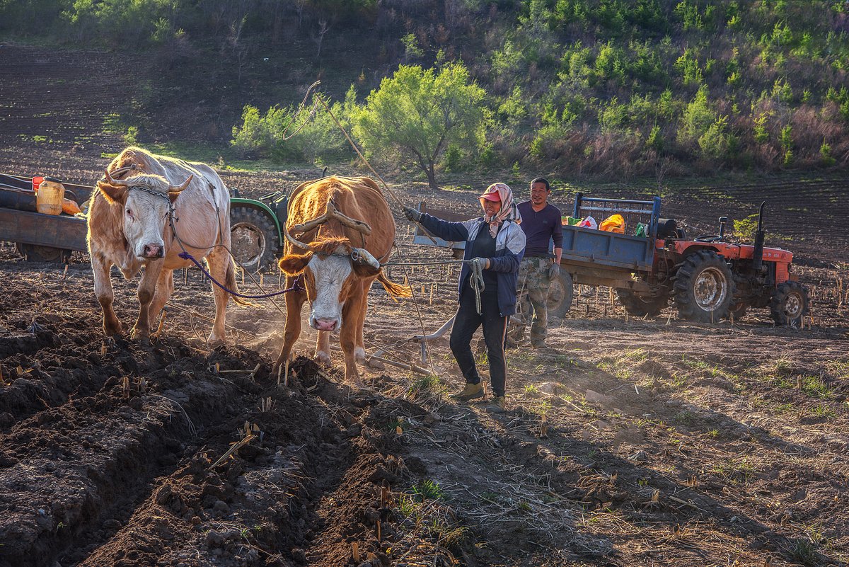 In most Chinese rural areas, small-scale farming remains strenuous physical labor