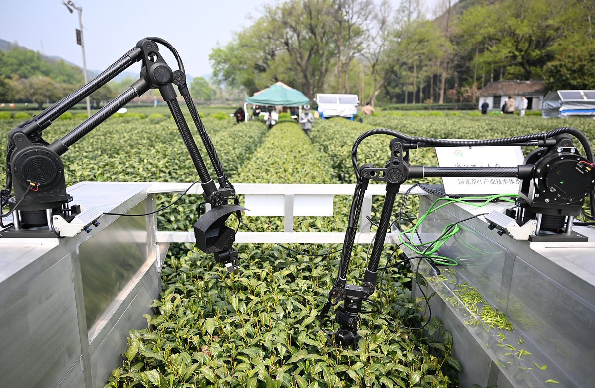 An AI tea-picking robot in a rural area of Hangzhou, Zhejiang