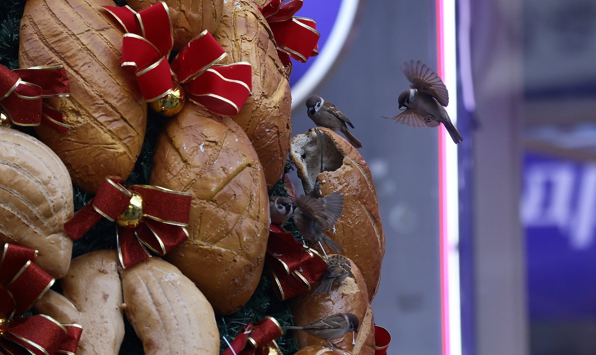 sparrows pecking at the bread Christmas tree in Harbin