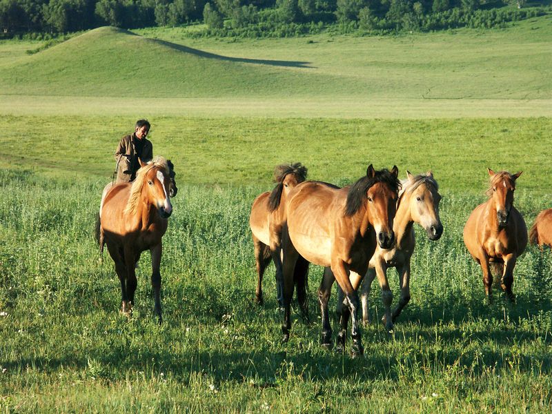 Horses roaming on the Bashang grasslands