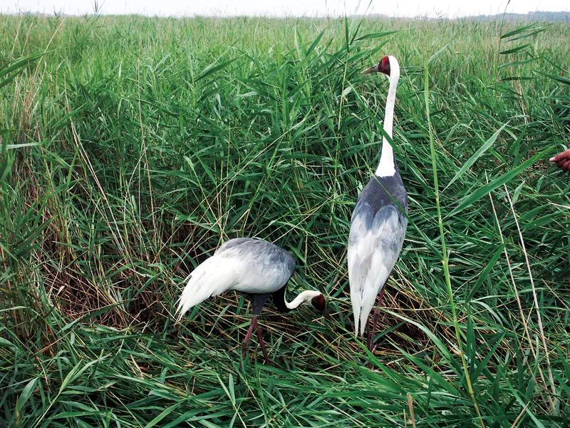 Protecting Ecosystems in China includes looking over cranes and other wards birds in the country's nature reserves