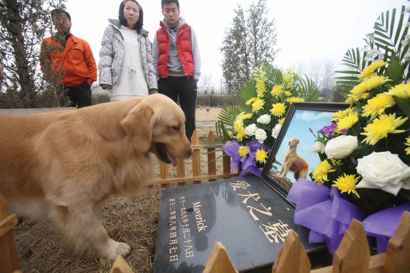 Golden retriever Maimai attends the funeral of his father Maiba, or Maverick