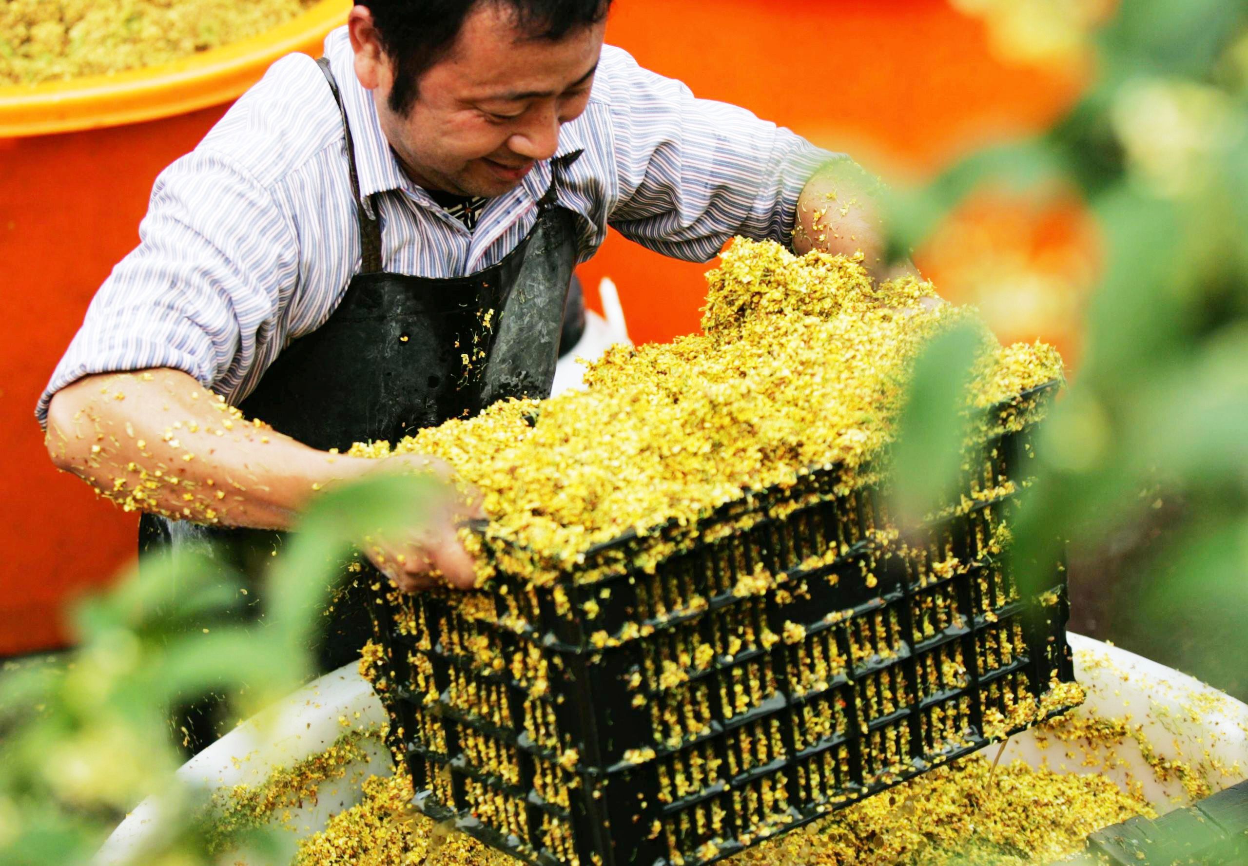 How Sweet Osmanthus Becomes The Scent Of Autumn In China The World Of 