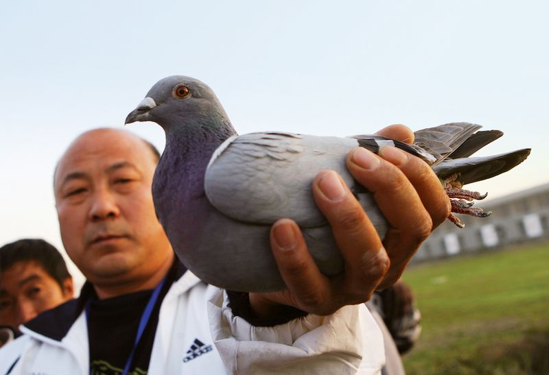 One pigeon racer displays his prizewinning bird after a 500-kilometer race in Xi’an, Shaanxi province
