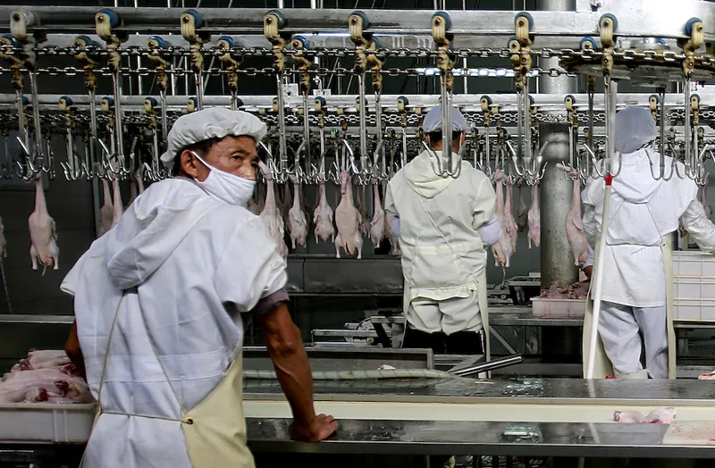 Chinese slaughterhouse assembly workers preparing chicken