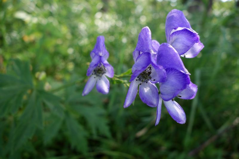 Aconite (乌头), also known as Wolf’s Bane