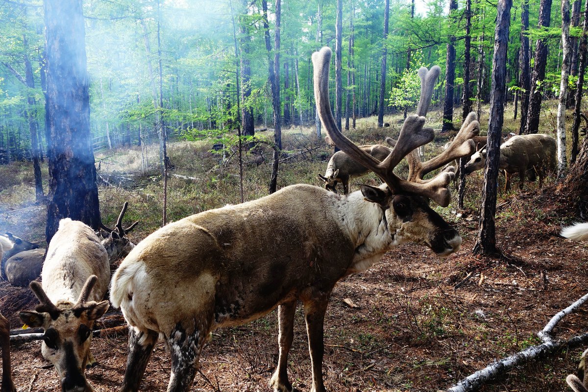 Ewenki people traditionally raised reindeer for transportation, food, and making clothing and other items