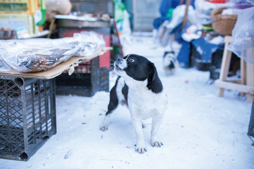 A dog surveys the frozen fish at an outdoor market in Jiamusi, Heilongjiang