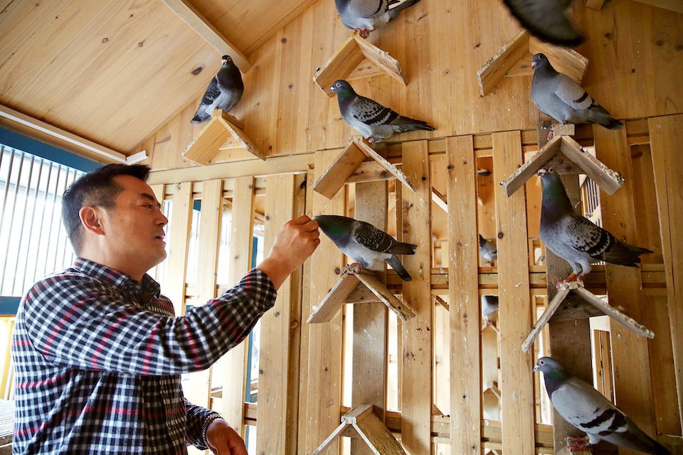 A Chinese man feeds his pigeons, all part of China's pigeon racing business