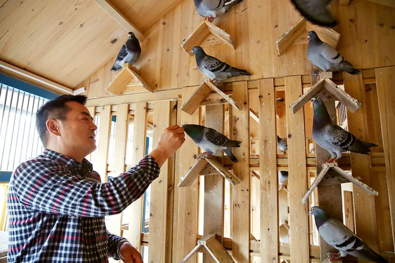 A Chinese man feeds his pigeons, all part of China's pigeon racing business
