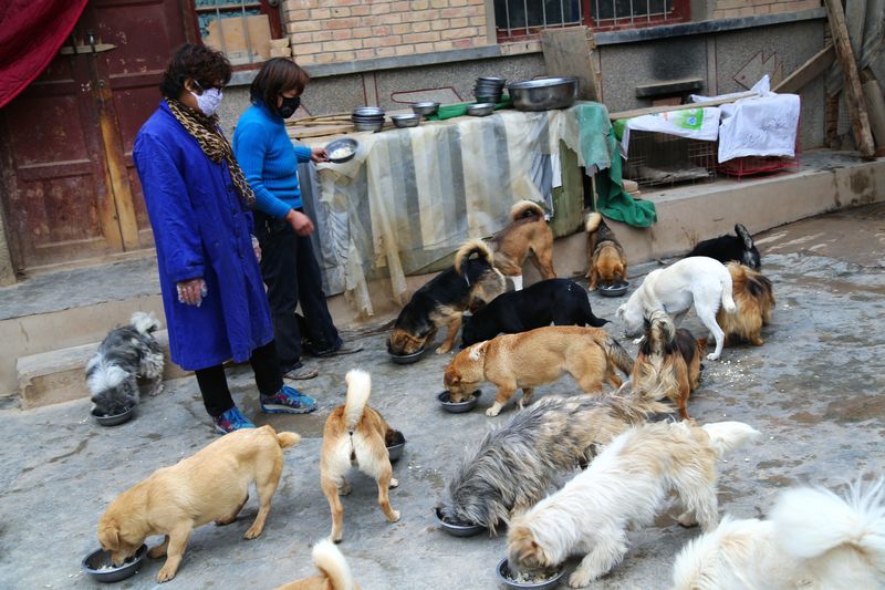 Stray dogs in Gansu province eat out of bowls, dog attack pet owners china