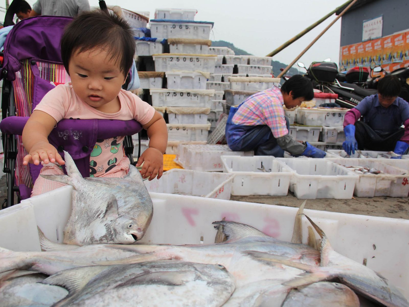 Ningbo child playing with fish