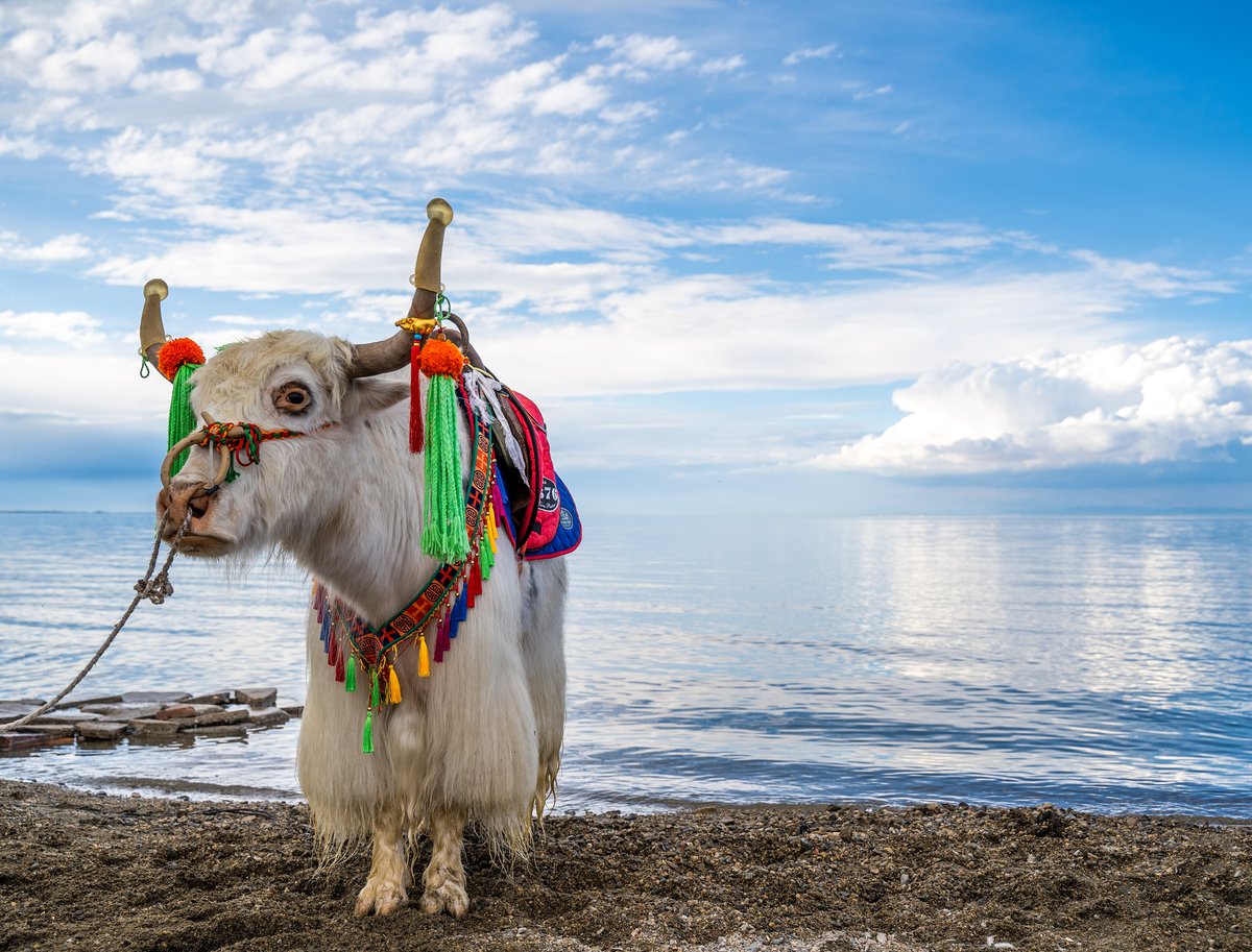 A yak in Qinghai