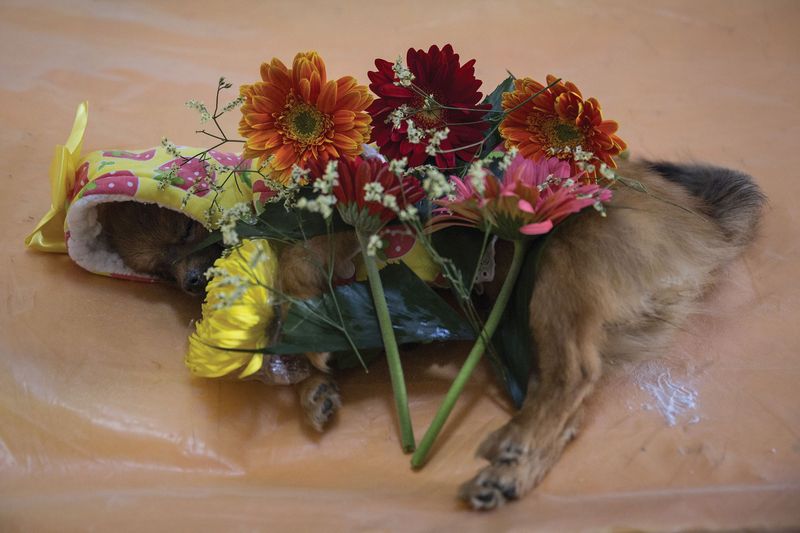 Small dog Xiaoxiao is laid to rest at a pet cemetery in Wuhan in March