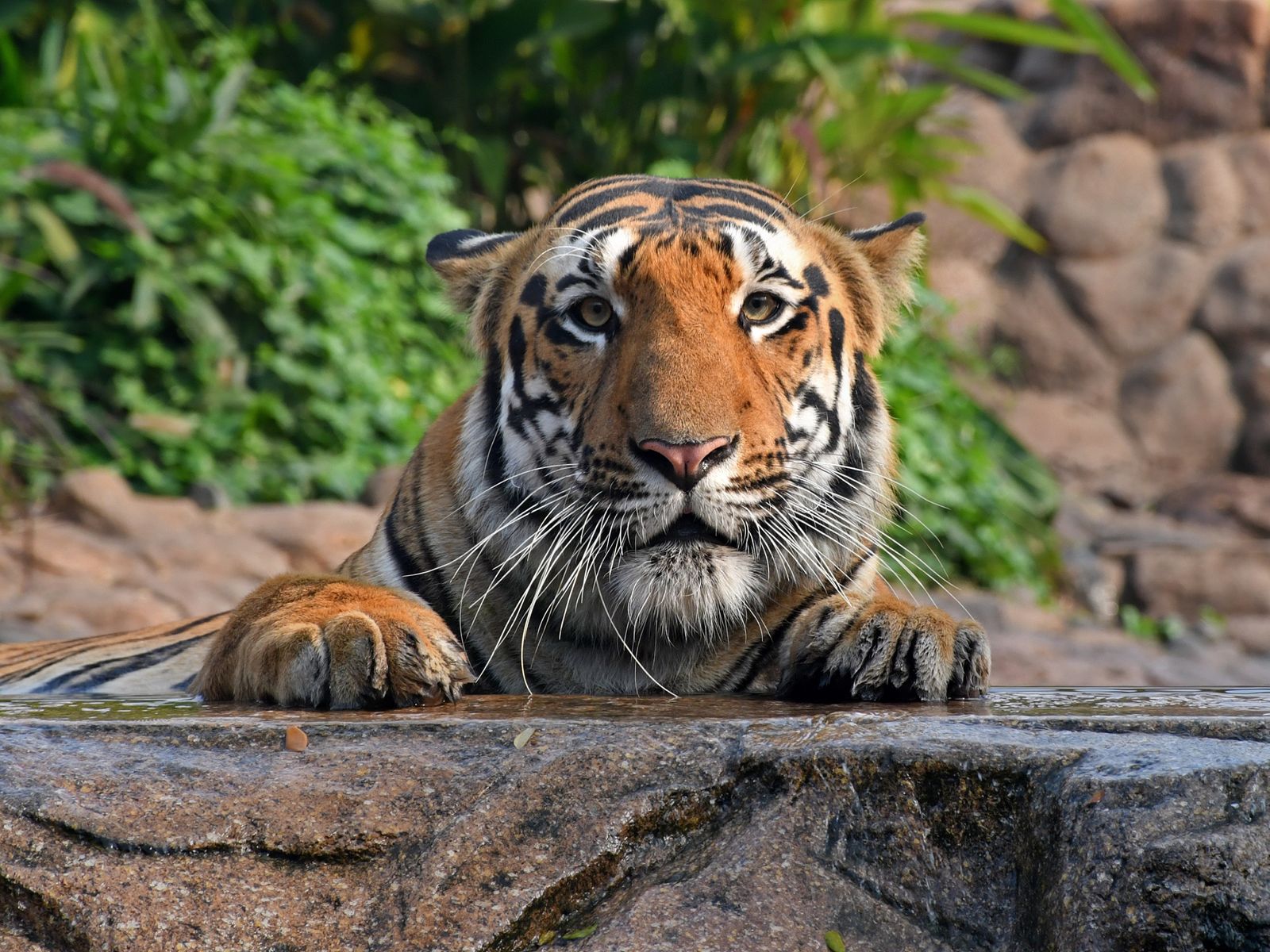 Staring tiger