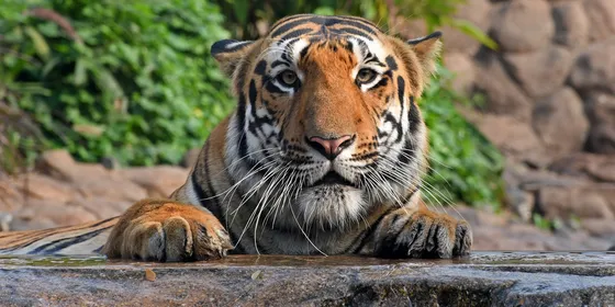 Staring tiger