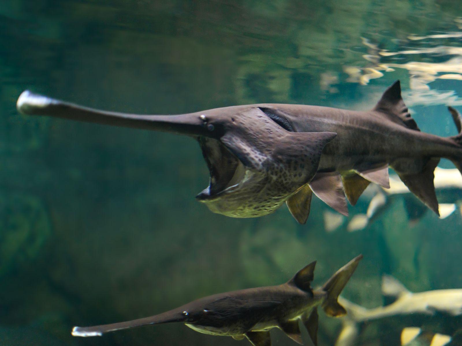 Chinese paddlefish