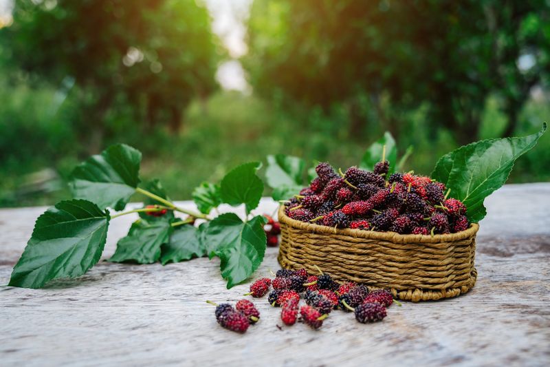 A basket of mulberries