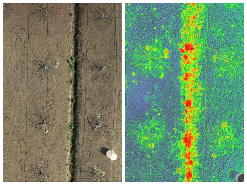 An image of a peach orchard caught by a multispectral drone, how AI reshaping china’s rural areas