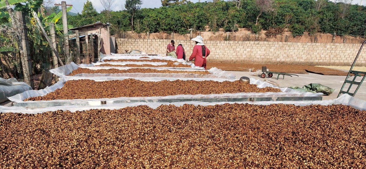 Coffee beans drying in the sun