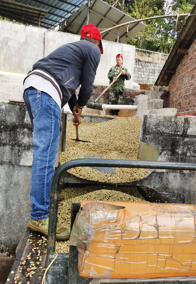 Workers collecting recently washed coffee beans to dry in the sun