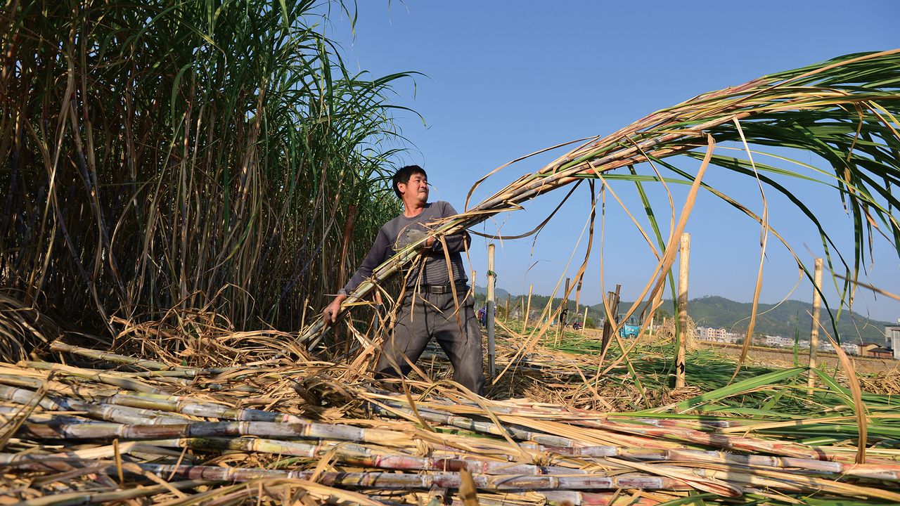 The sugarcane harvest begins every November