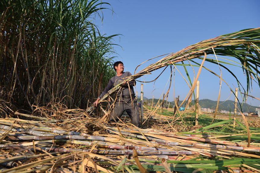 The sugarcane harvest begins every November