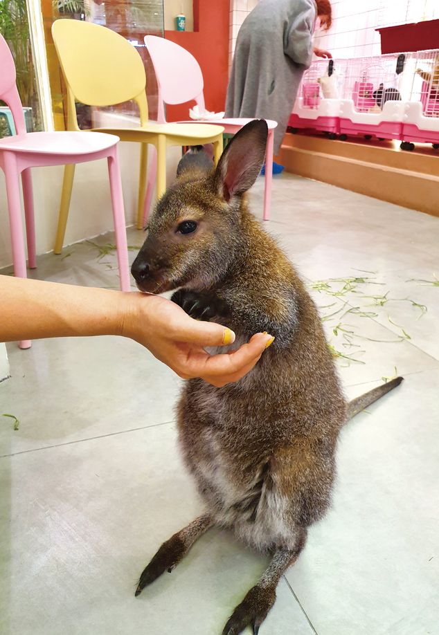 A baby kangaroo in a Beijing pet cafe attracts customers craving novelty