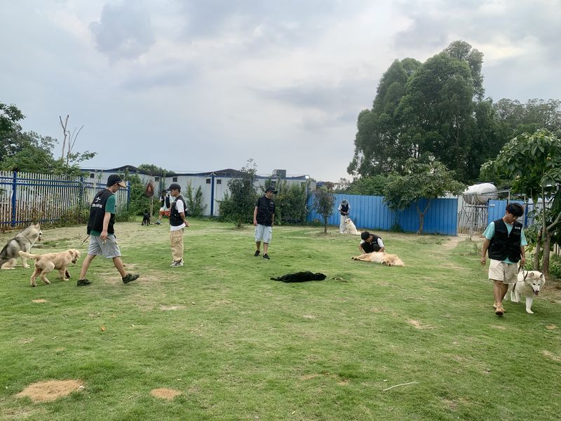 Dogs undergoing their customized courses on the same pitch at Huang’s school