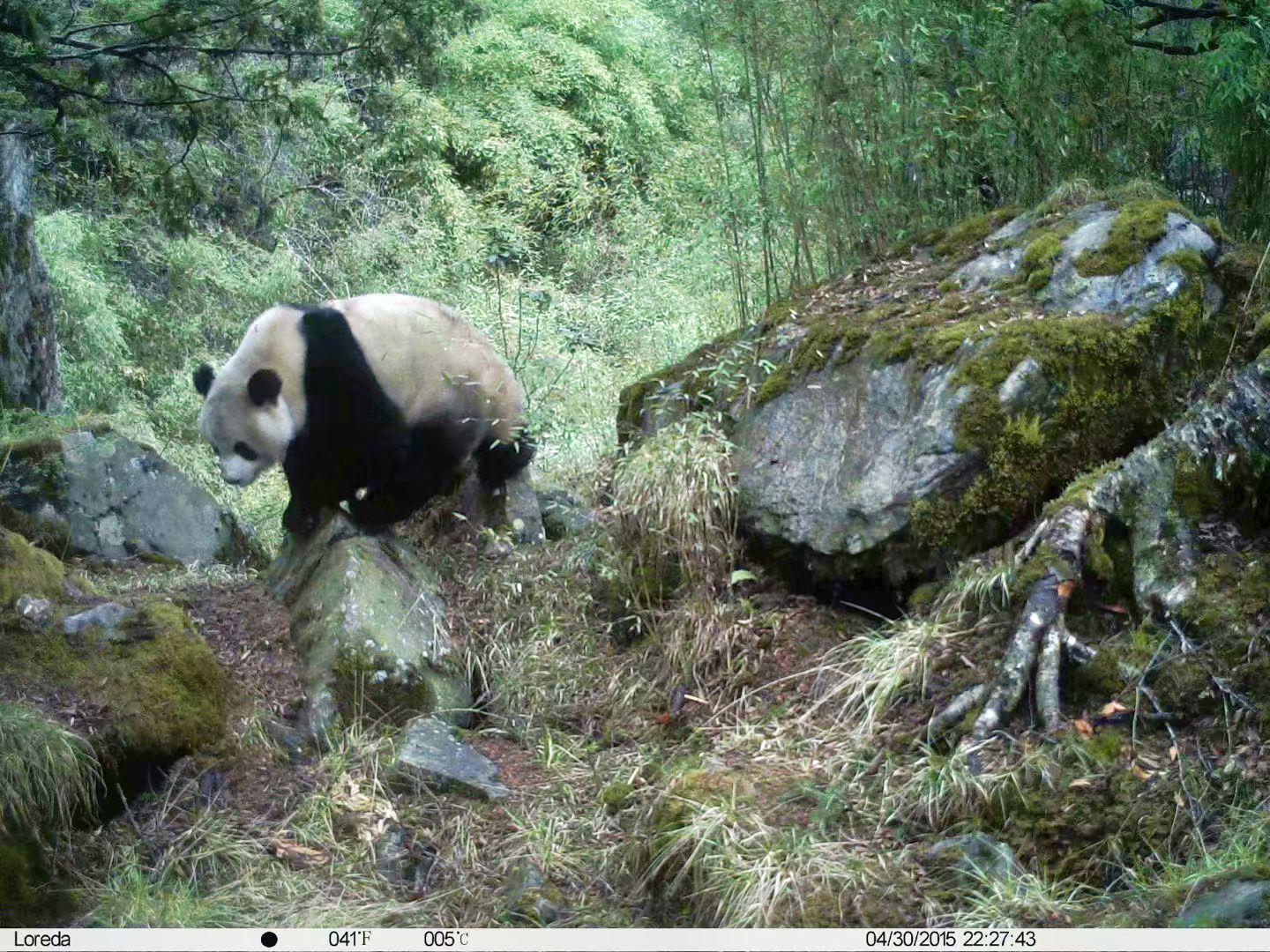 wild panda caught on camera