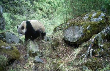 wild panda caught on camera