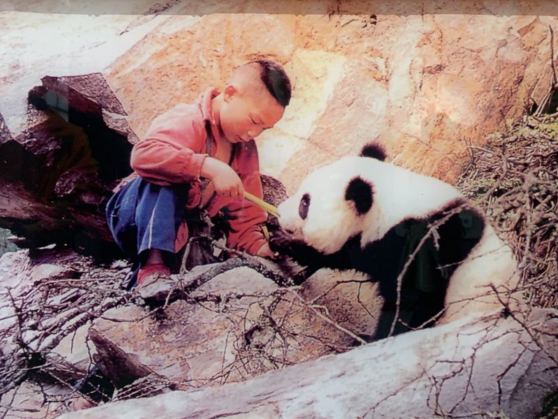 A photo from the 1980s shows a child feeding a wild giant panda (courtesy of Song Xinlin)