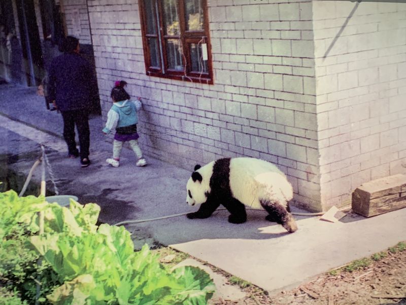 Photos from the 1980s show wild pandas roaming around villages in Sichuan, a look at how panda conservation changes people’s lives in china