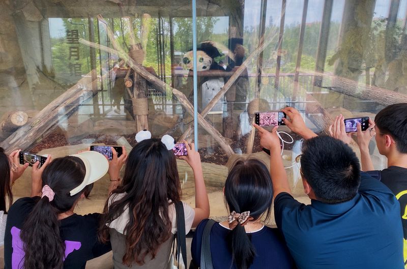 Tourists flock to the Chengdu Research Base of Giant Panda Breeding in Sichuan’s provincial capital to get a glimpse of the bears in captivity (Shao Yefan)