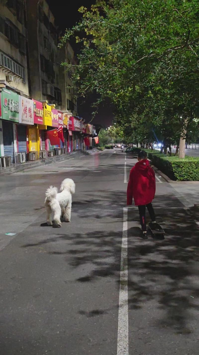 A dog walker in china at night, dog attack pet owners china
