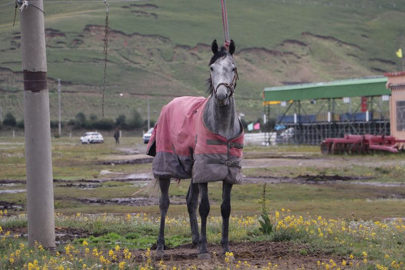 A racehorse in Litang covered by a coat to fend off the cold