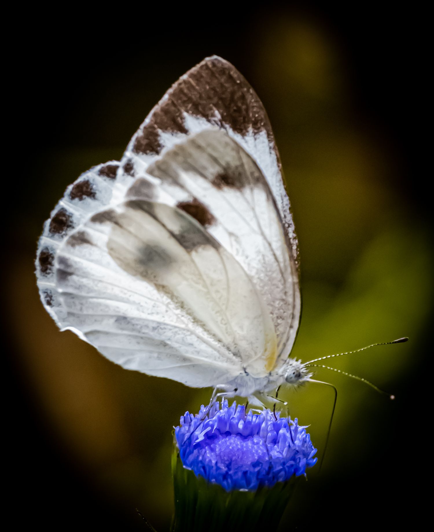 White butterfly in Jinping County