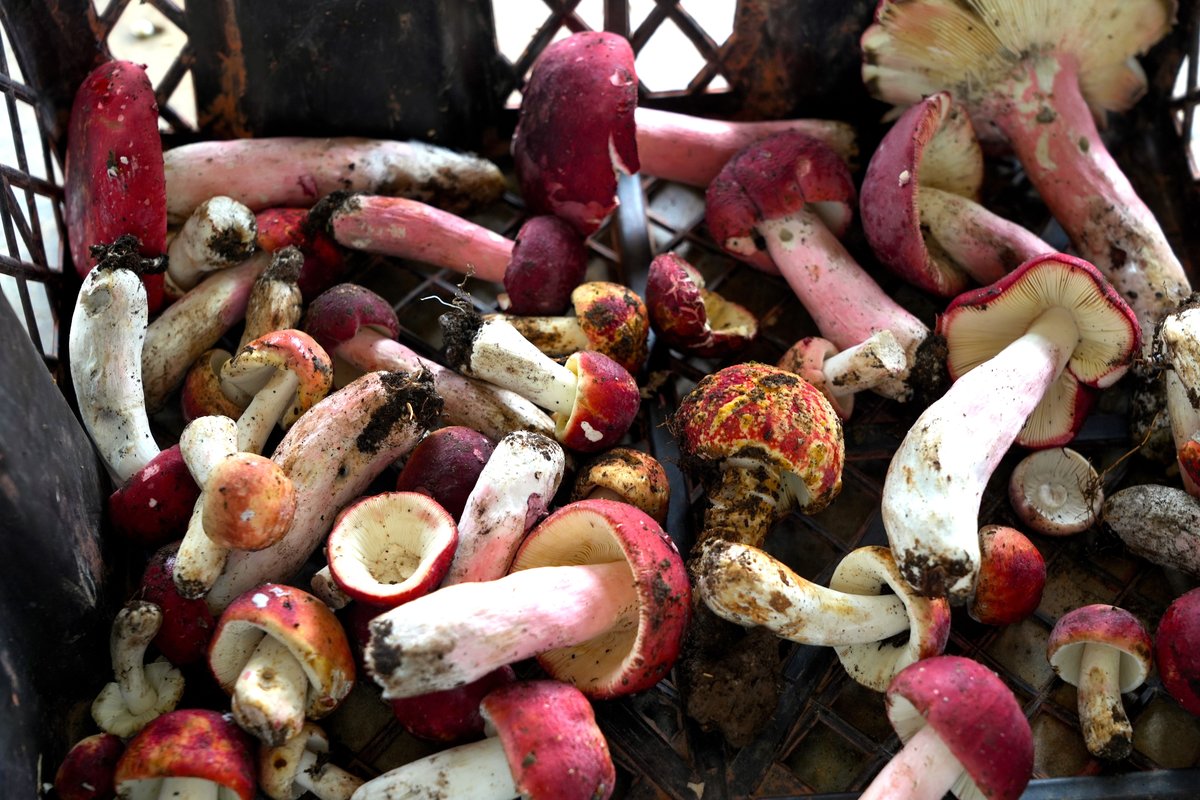 In 2025, the red jianshouqing variety was removed from official poisonous mushroom guides and reclassified as a conditionally edible mushroom, meaning it is safe to eat only when properly prepared