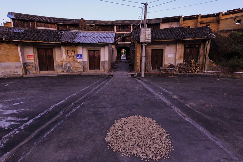 Peanuts drying outside a tulou building